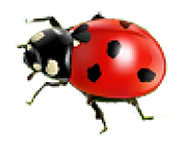 Ladybug flip